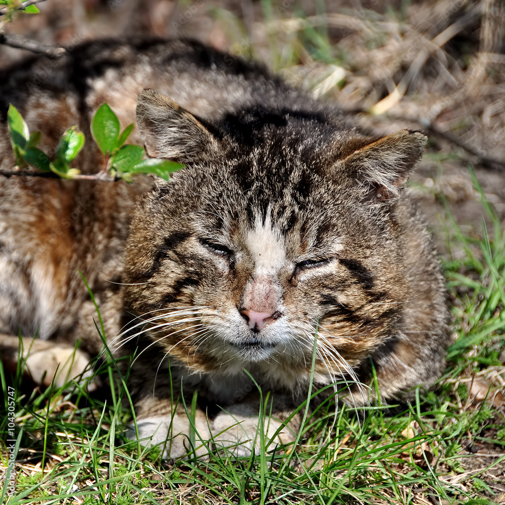 unhappy Tabby sick cat unhappy Tabby sick cat