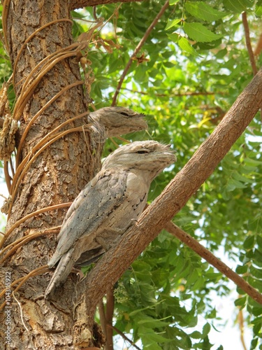 Frogmouth Owl, Eulenschwalm, Podargus