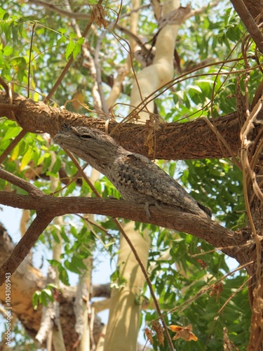 Frogmouth Owl, Eulenschwalm, Podargus