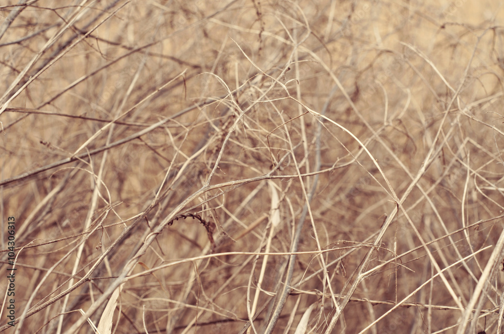 Dry branches bushes closeup Dry branches bushes closeup