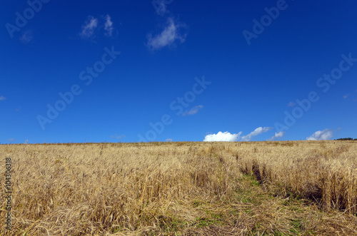 Deep blue sky over the wheat field