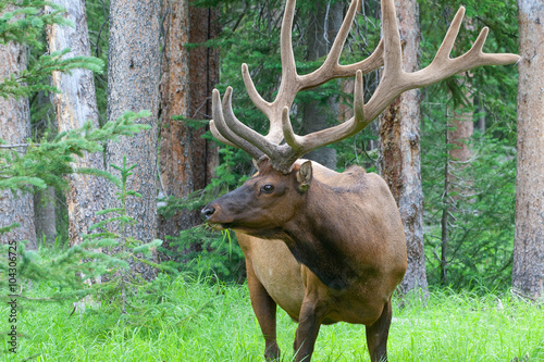 Large bull elk grazing in summer grass in Yellowstone