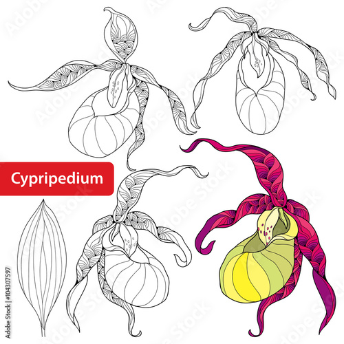 Fototapeta Naklejka Na Ścianę i Meble -  Set of the flower Cypripedium calceolus or Lady's slipper orchid isolated on white background. Floral elements in contour style. 