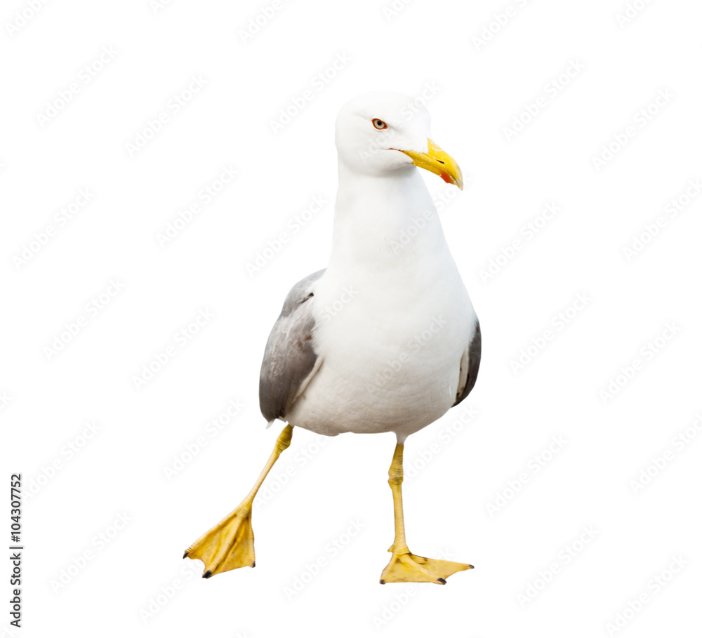 Naklejka premium Sea gull, isolated on white background