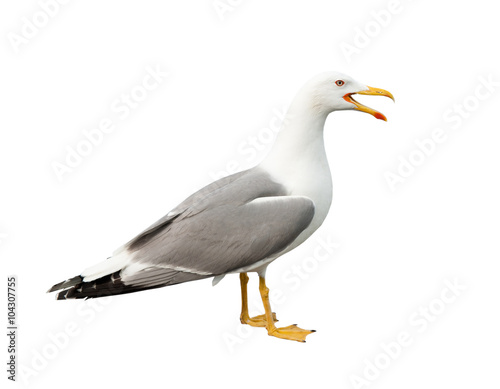 screaming seagull, isolated on white background