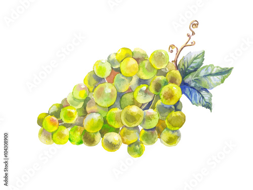 grapes watercolor