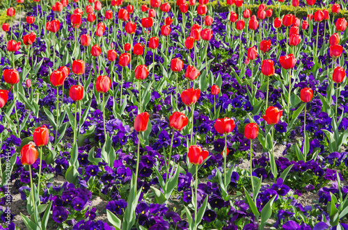 Fototapeta Naklejka Na Ścianę i Meble -  Field of red tulips and pansy