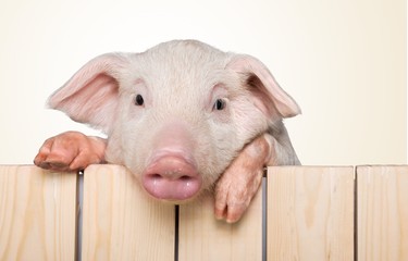 Pig.