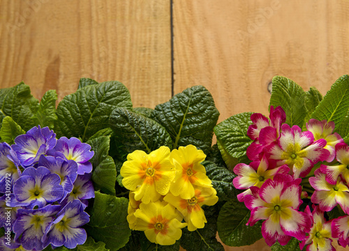 Wallpaper Mural  Colorful primula flowers isolated . Torontodigital.ca