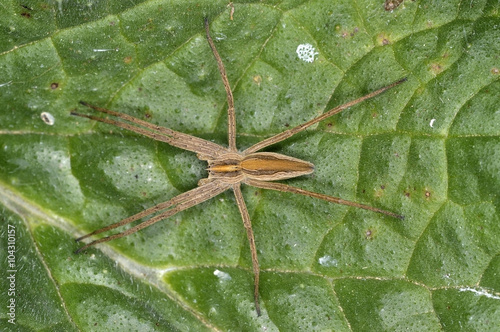 The nursery web spider Pisaura mirabilis, a spider species of the family Pisauridae