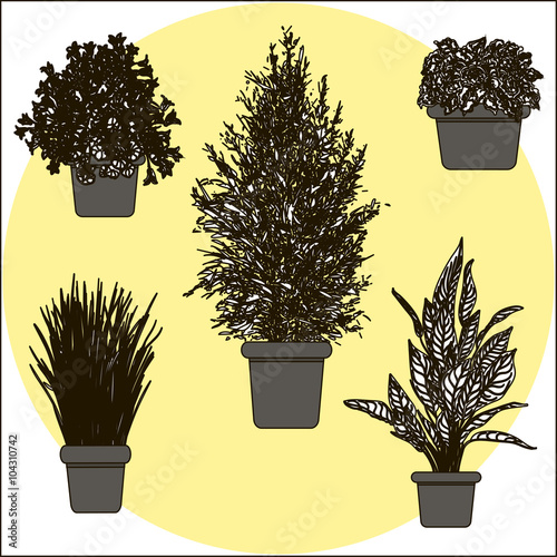 Vector vintage illustration of home plant in pot.