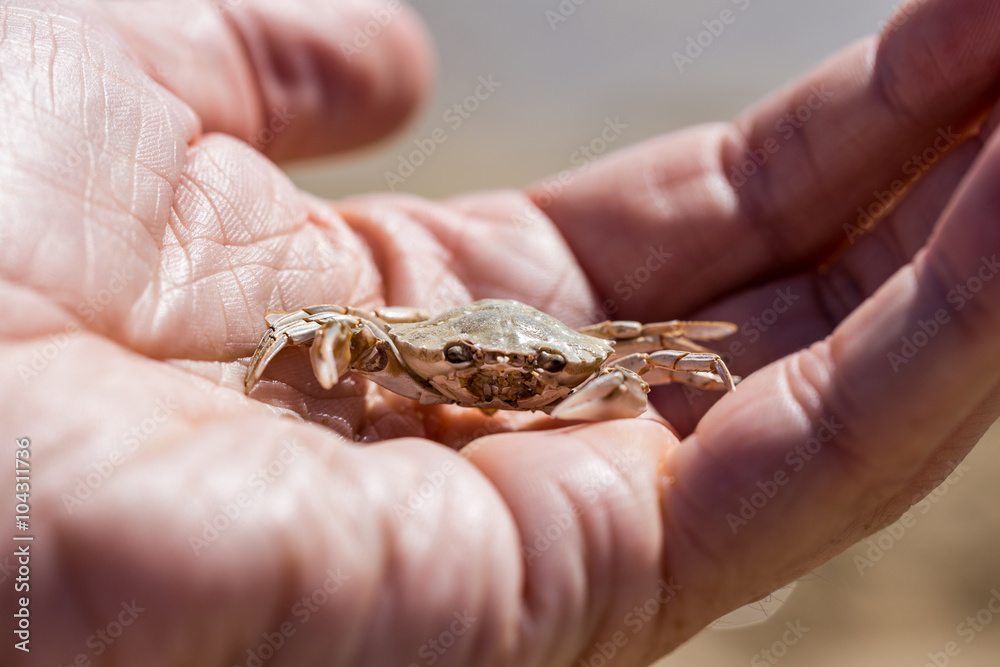 Kleine Krabbe auf einer Hand