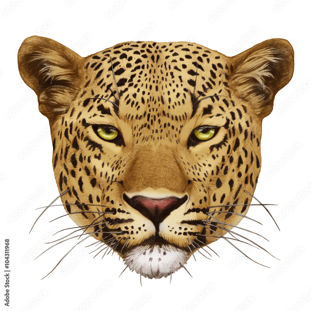 Portrait of Leopard. Hand-drawn illustration, digitally colored.