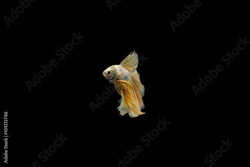 Siamese fighting fish, Betta splendens yellow fin tail