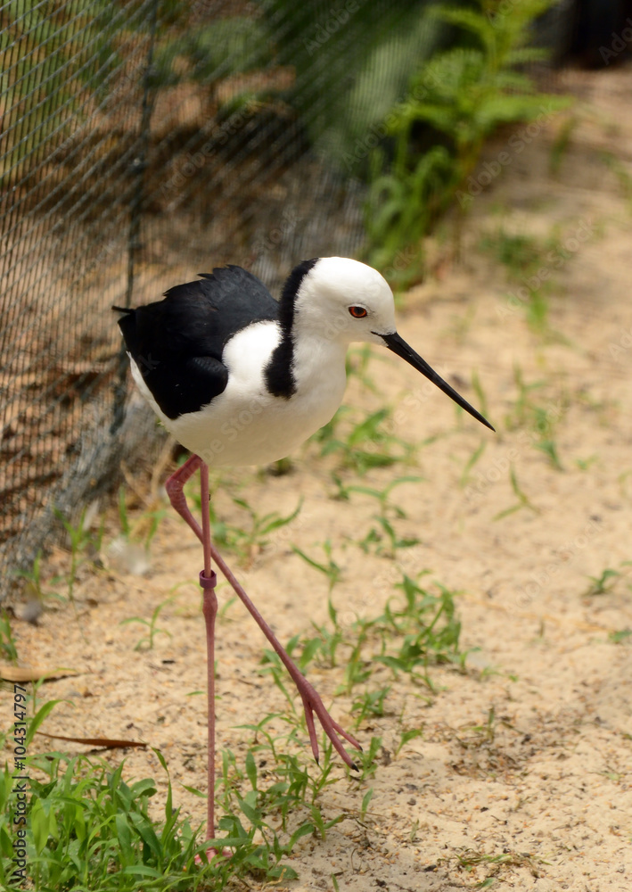 black-winged stilt. black-winged stilt.