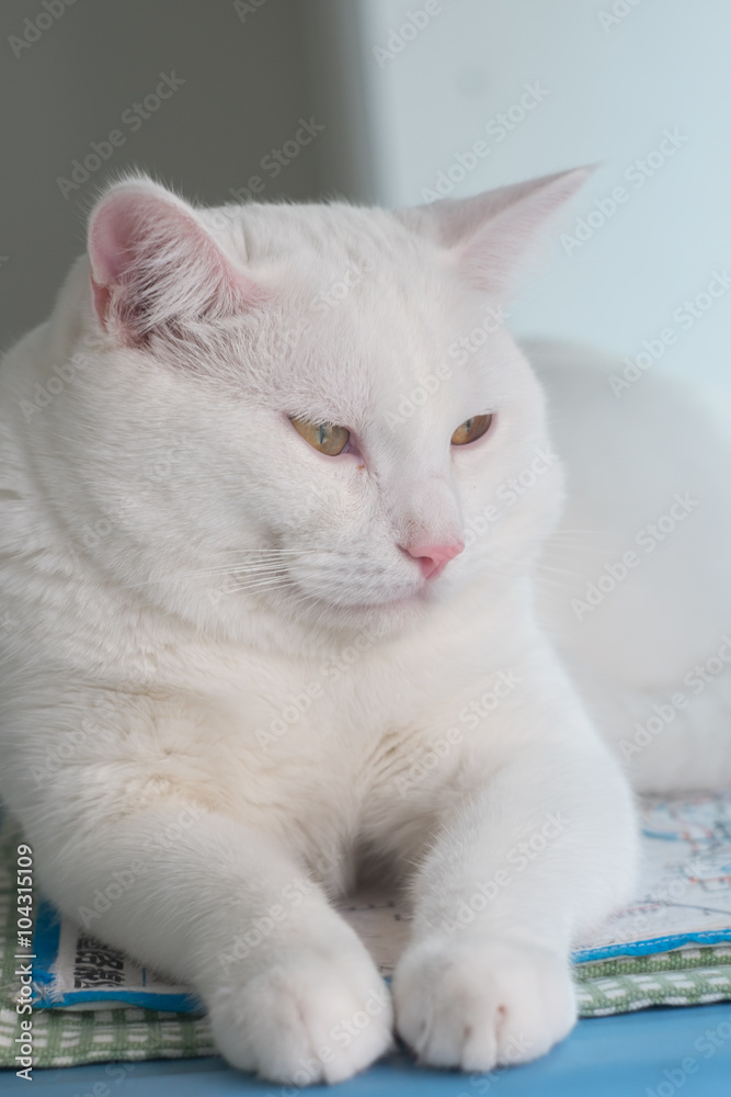 Fototapeta premium White fat cat you are looking for .