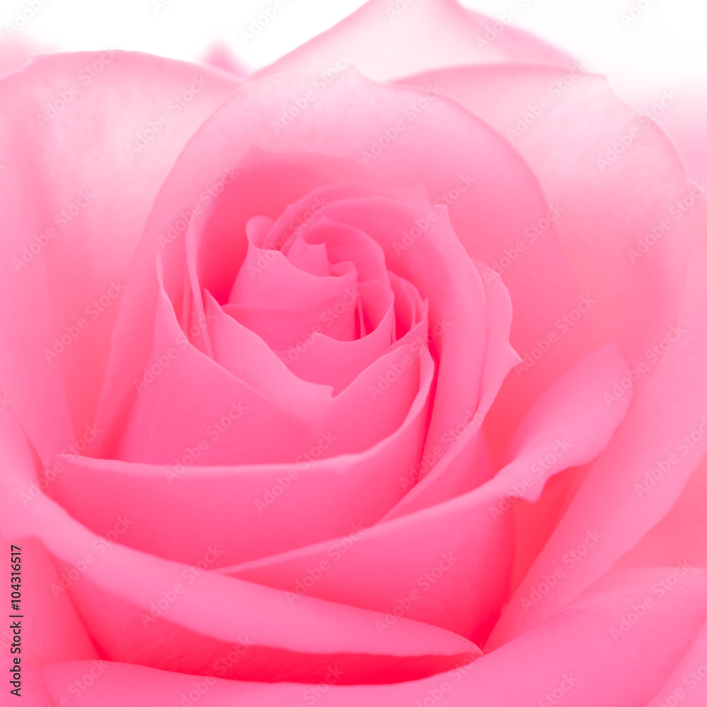 Beautiful Pink Rose Close up. Macro Flower Background Image Beautiful Pink Rose Close up. Macro Flower Background Image