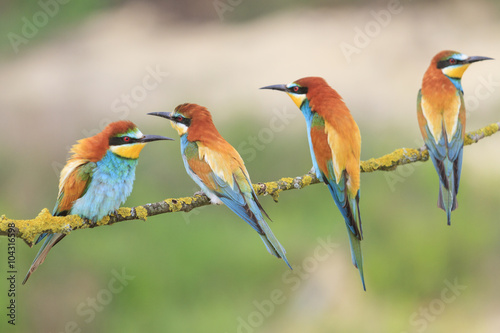 Family colored birds/Family colored bird resting on a tree