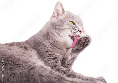The gray cat washes, licks the raised forepaw