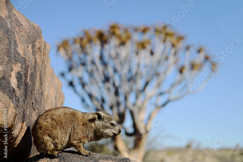 Rock hyrax, Quiver Tree Forest, Namibia