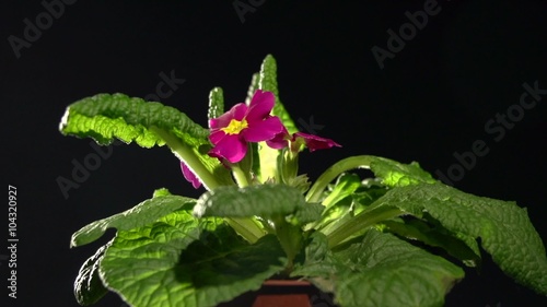 Time-lapse of house plant  reviving after irrigation water. Black background. Time lapse.