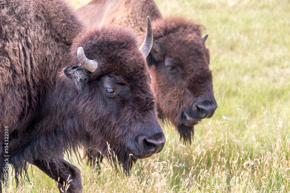 Closeup of the face of a bison in Custer State Park, South Dakota Closeup of the face of a bison in Custer State Park, South Dakota