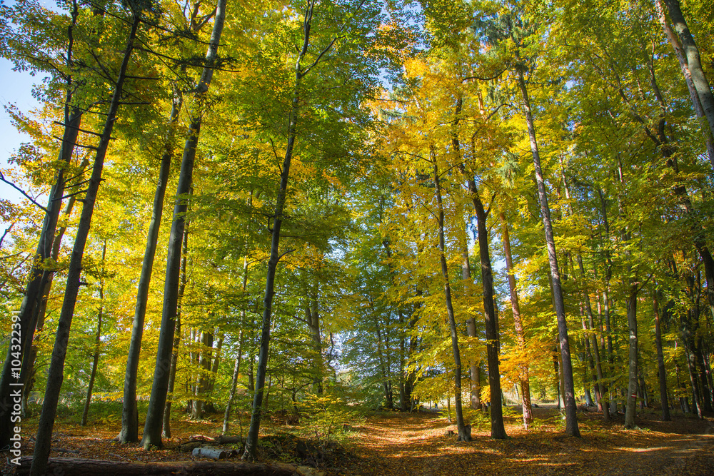 traumhaft schön verfärbter herbstlicher Laubwald traumhaft schön verfärbter herbstlicher Laubwald