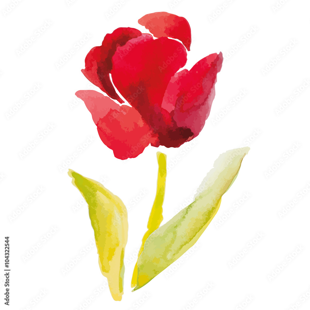 Naklejka Czerwony tulipan na białym tle. Popularny wiosenny kwiat. Ilustracja wektorowa akwarela.