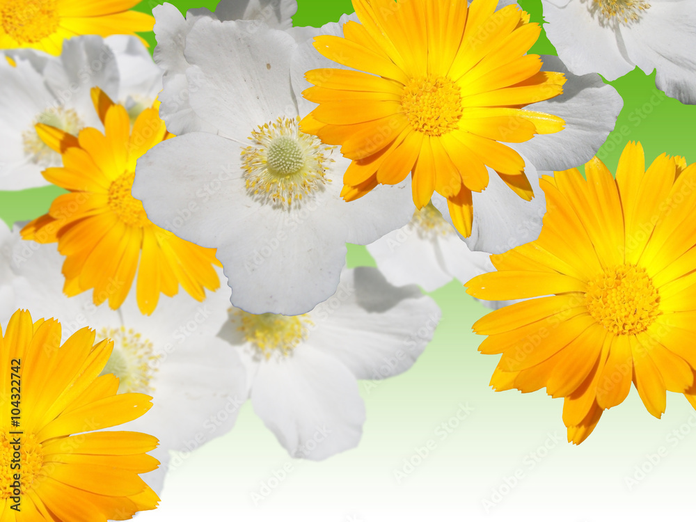 White and yellow flowers on a green background. Isolated White and yellow flowers on a green background. Isolated