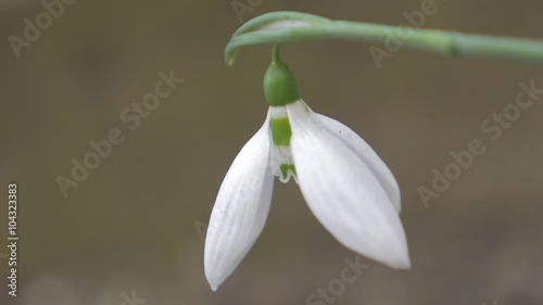 Galanthus nivalis first spring flower outdoor natural shallow DOF 4K 2160p 30fps UltraHD footage - Snowdrop perennial white flower bud close-up 4K 3840X2160 UltraHD video  photo