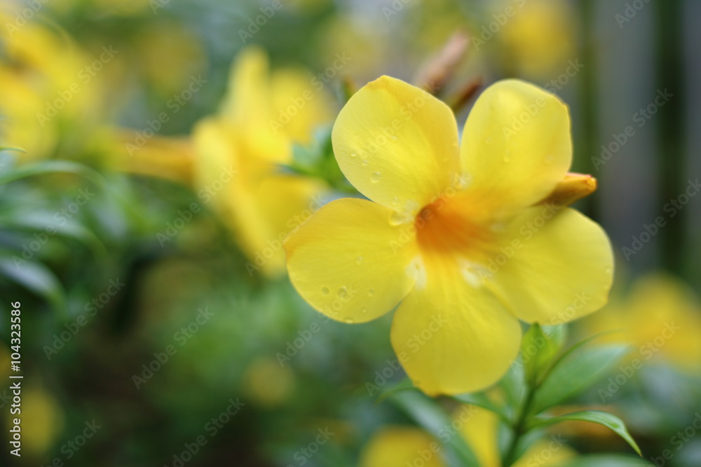 Allamanda cathartica