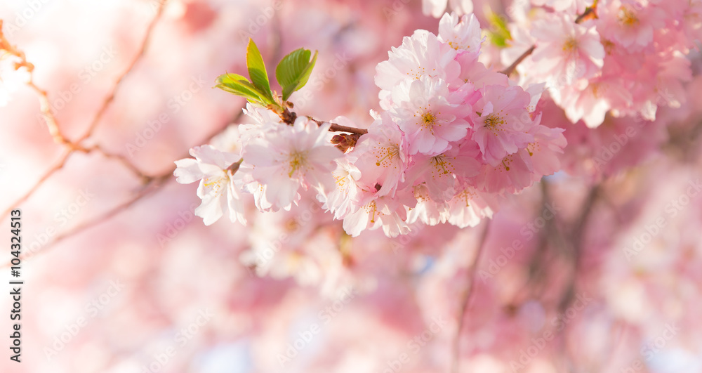 Spring border background with pink blossom