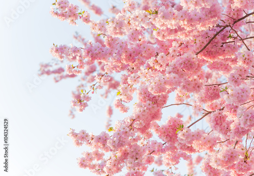 Spring border background wi...