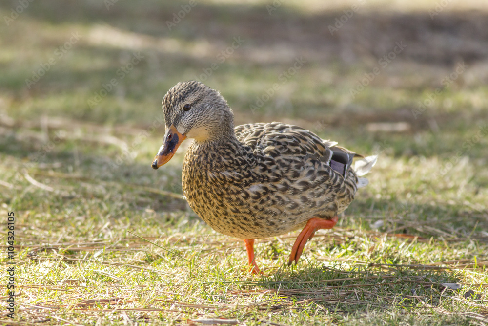 Female mallard stands in park. Female mallard stands in park.