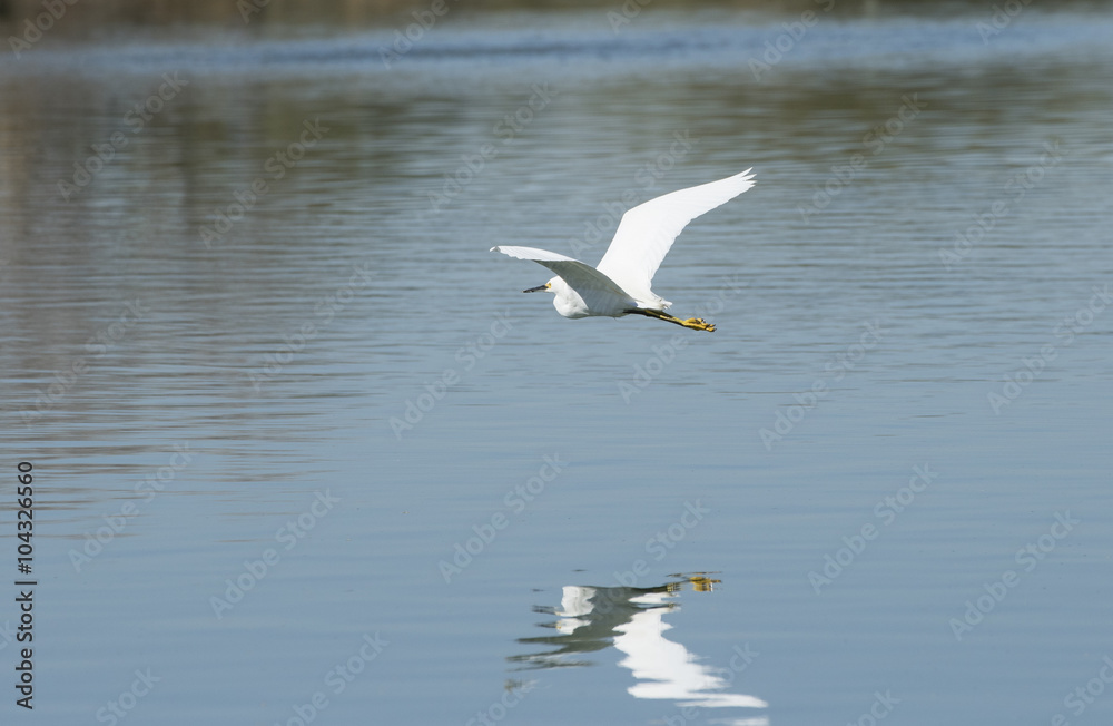 Egret flying over the pond creating a reflection Egret flying over the pond creating a reflection