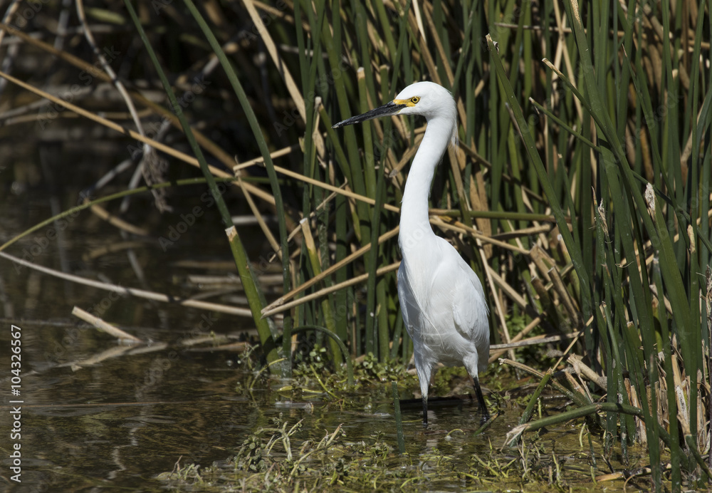 Snowy Egret standing by the reeds in the pond
