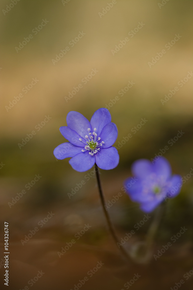 Fototapeta premium Leberblümchen