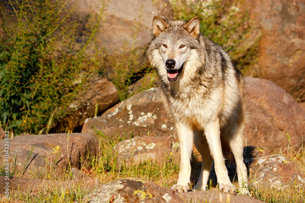 Obraz premium Gray wolf (Canis lupus)