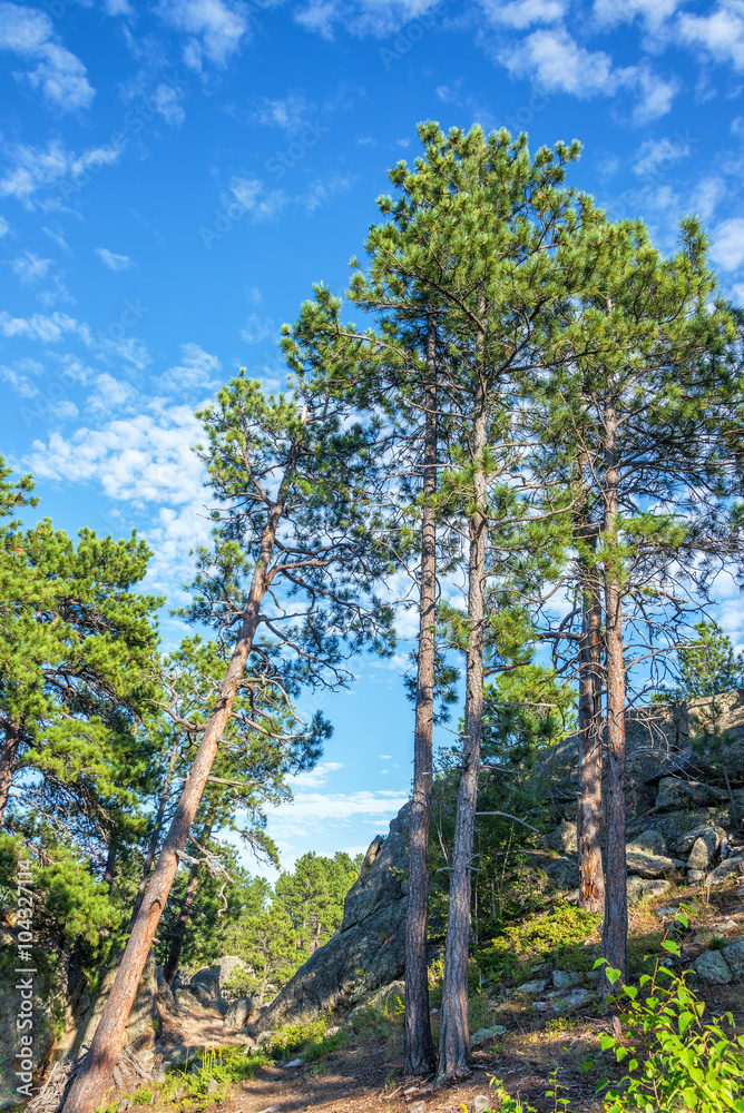 Obraz premium Tall pine trees in Custer State Park in South Dakota