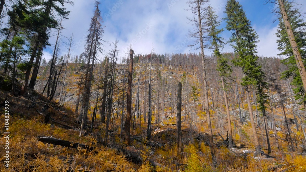Forest after a fire in the mountains. Bare tree trunks. Black trees. Green fir trees in the mountains. 4K, 3840*2160, high bit rate, UHD Forest after a fire in the mountains. Bare tree trunks. Black trees. Green fir trees in the mountains. 4K, 3840*2160, high bit rate, UHD