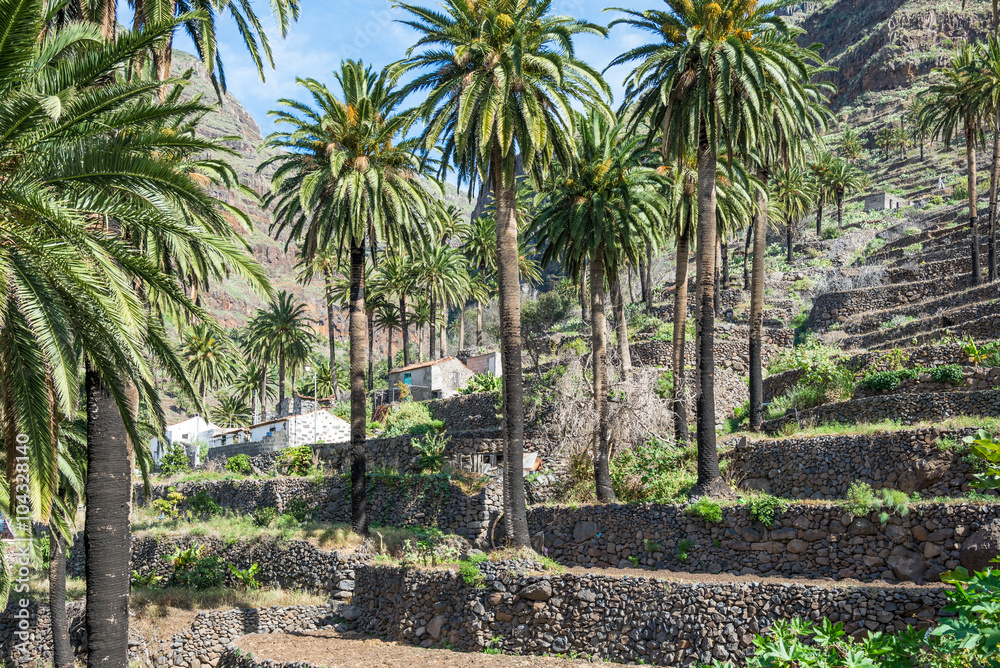 Terraced fields is a typical landscape for the Valle Gran Rey, the beautiful canyon on the Canary island La Gomera. The terraces are still used for agriculture. The valley is located on the west side Terraced fields is a typical landscape for the Valle Gran Rey, the beautiful canyon on the Canary island La Gomera. The terraces are still used for agriculture. The valley is located on the west side
