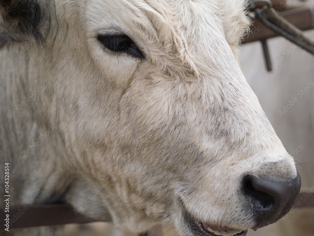 grey cattle grey cattle