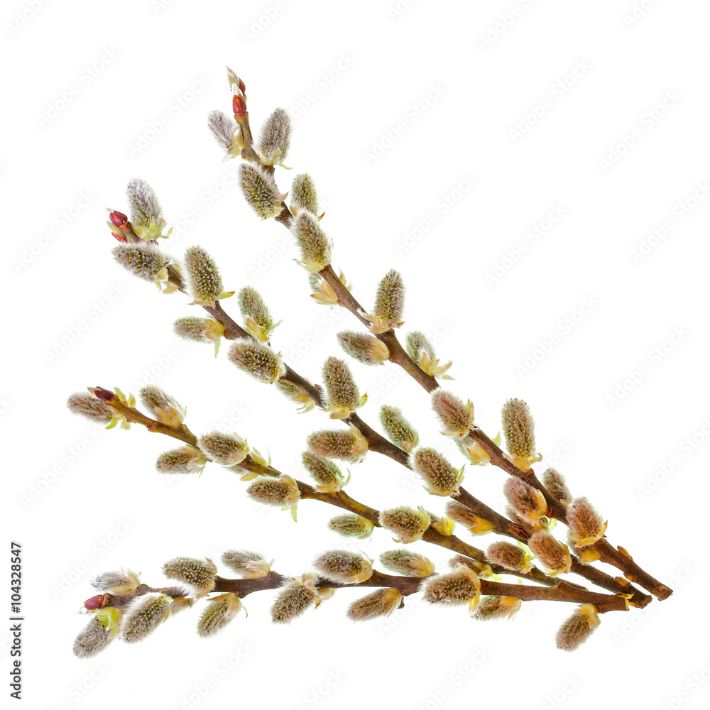 Naklejka premium Pussy willow twigs isolated on white background