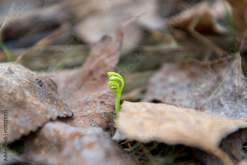 young plant sprout through the leaves