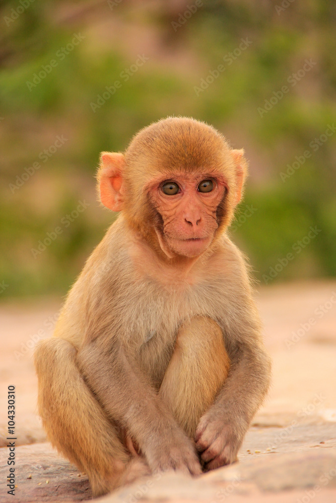 Young Rhesus macaque sitting near Galta Temple in Jaipur, Rajast