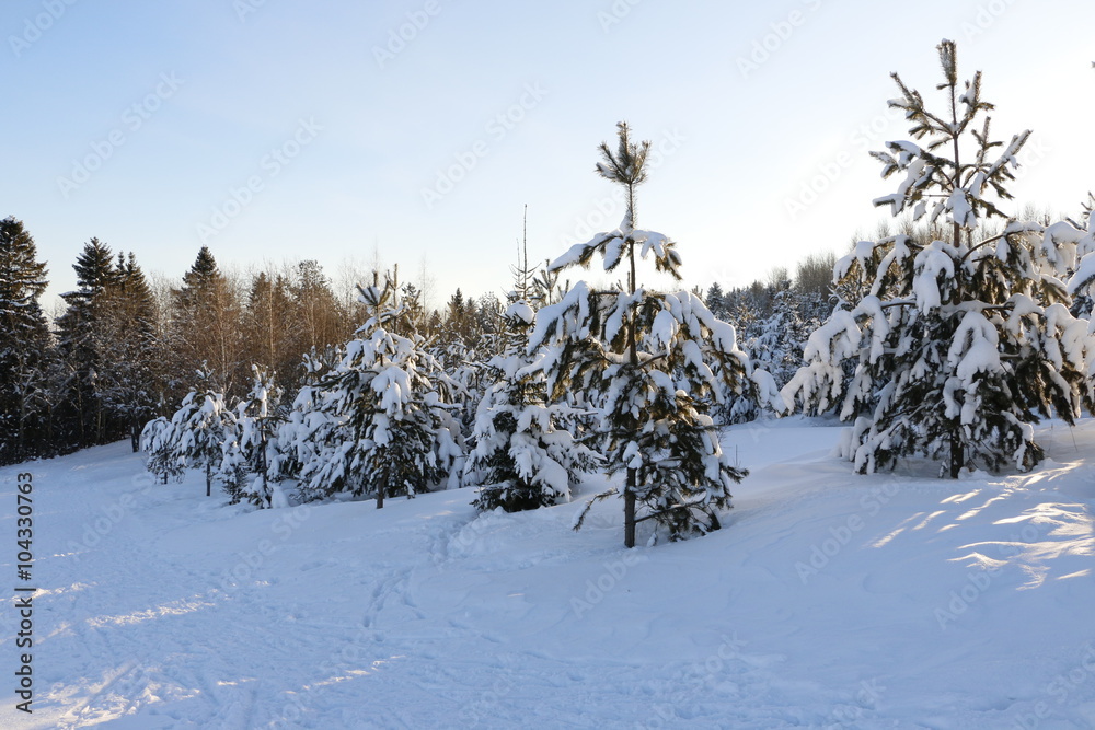 Obraz premium Заснеженные ели зимним солнечным днем