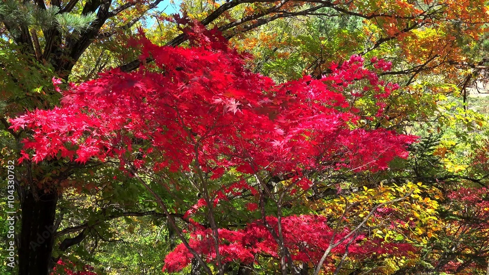 Bright red leaves of Japanese Maple (Acer palmatum) at autumn. Bright red leaves of Japanese Maple (Acer palmatum) at autumn.