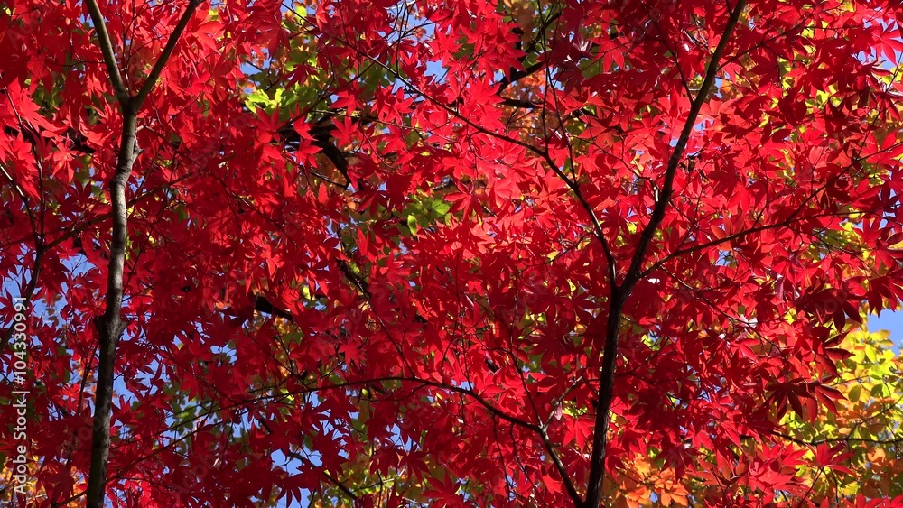 Bright red leaves of Japanese Maple (Acer palmatum) at autumn. Bright red leaves of Japanese Maple (Acer palmatum) at autumn.