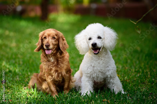 Canvas Print poodle and cocker spaniel