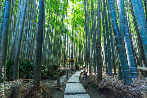 鎌倉 報国寺 竹林